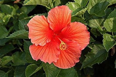 奇幻恋爱乙女游戏《香恋Ready!》将于9月19日正式登陆Steam!