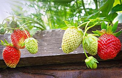 《生化危机2、3、7、8》Switch云版本发售日确定 10月底陆续上线